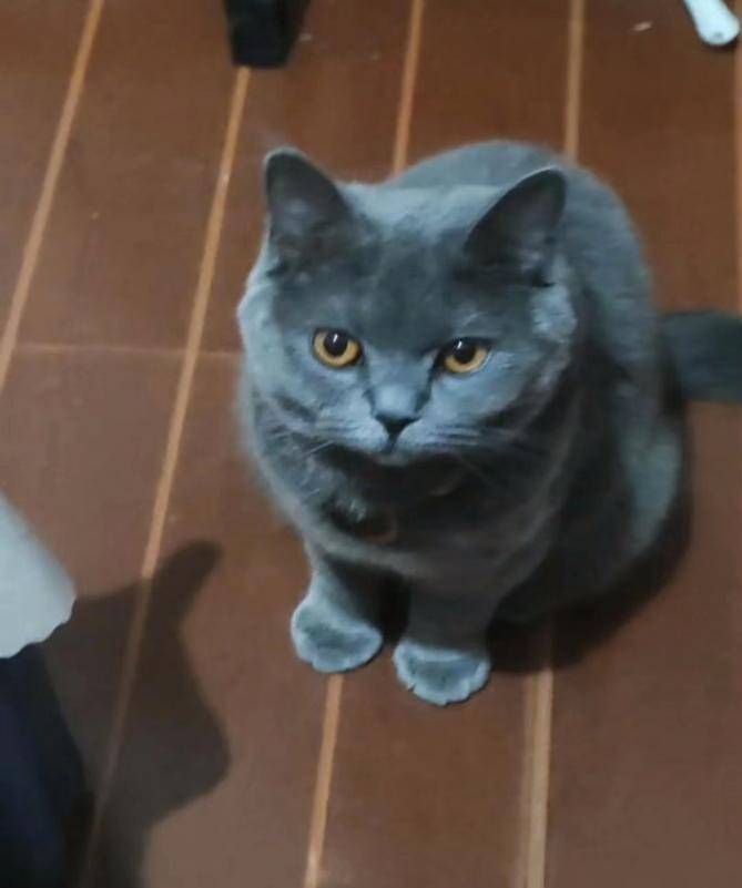 宠物英短养护,宠物英短蓝猫怎么训练