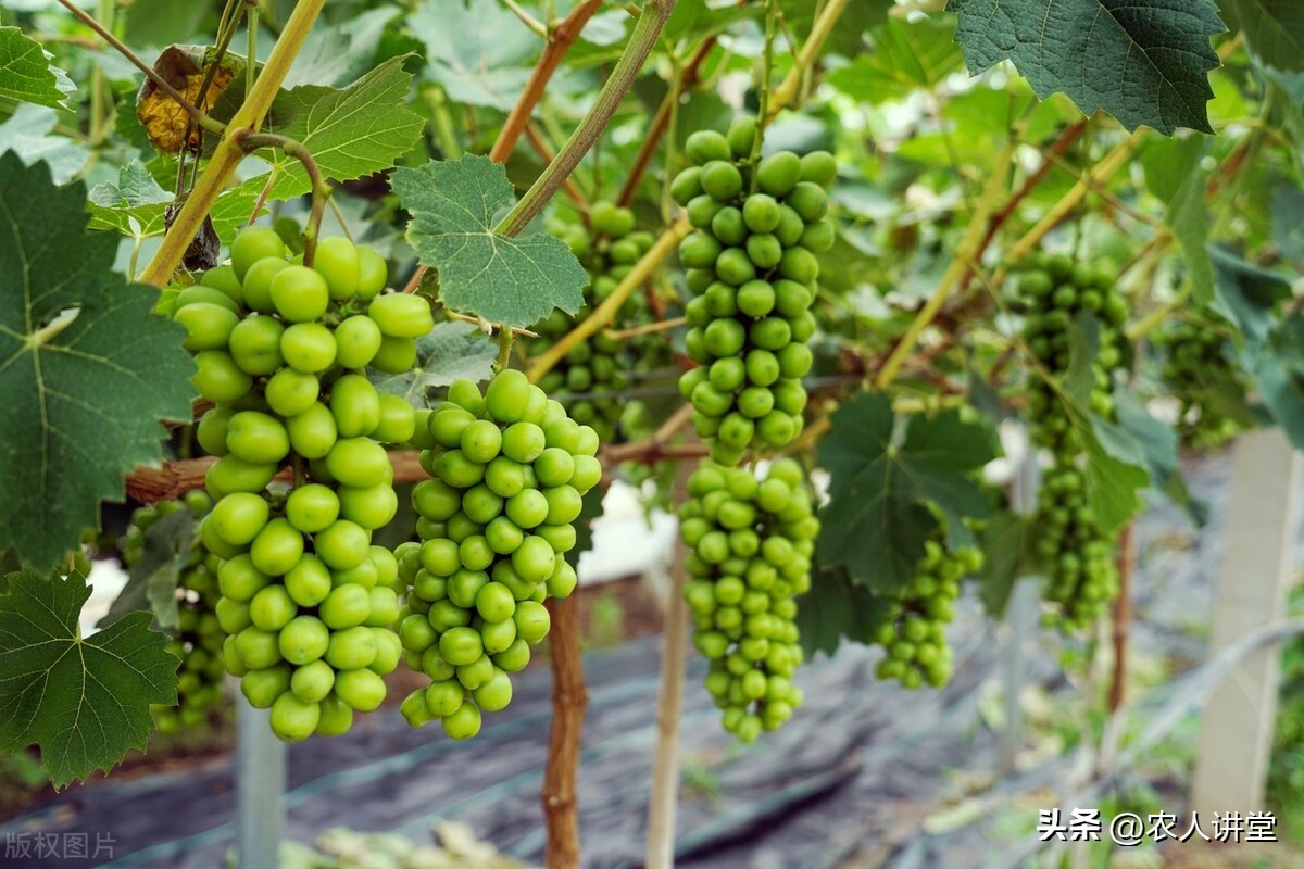 这个果实膨大配方你知道吗？最高增产可达60%