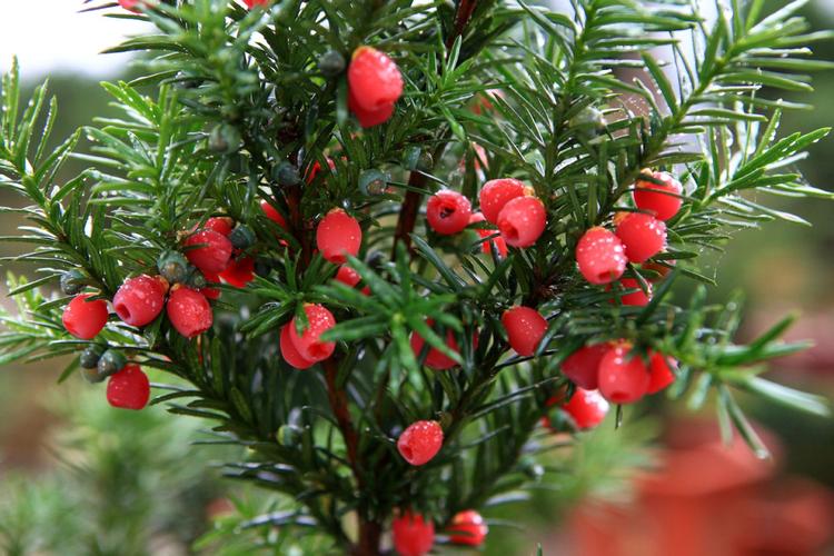 红豆杉的果实有什么用,红豆杉的果实什么样