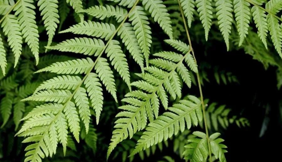 都江堰熊猫谷里的国宝,都江堰市大熊猫国家公园