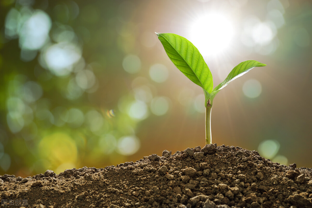 骂它是条狗其实你还不如它