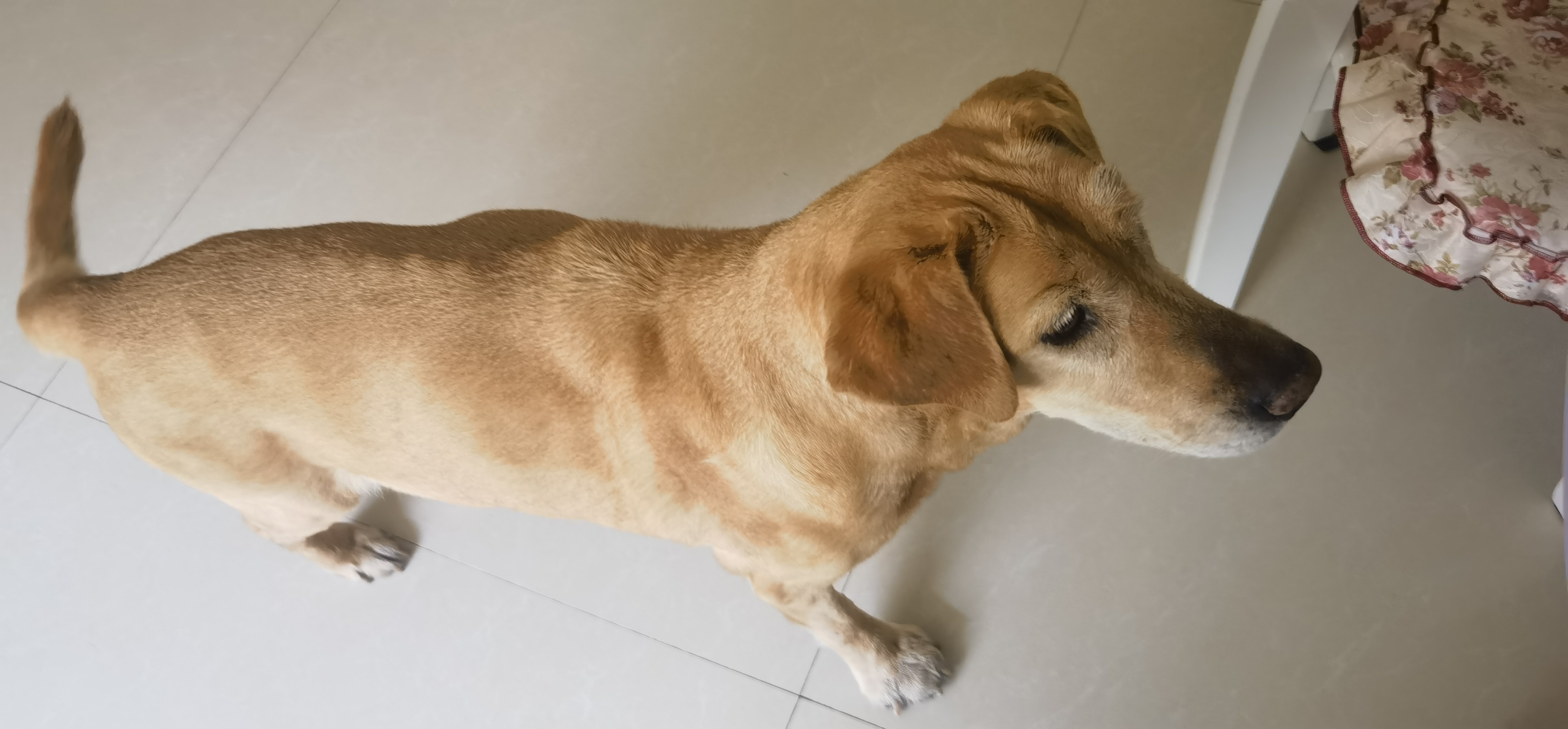 早上起来狗狗突然去世,早上起来发现狗狗死了