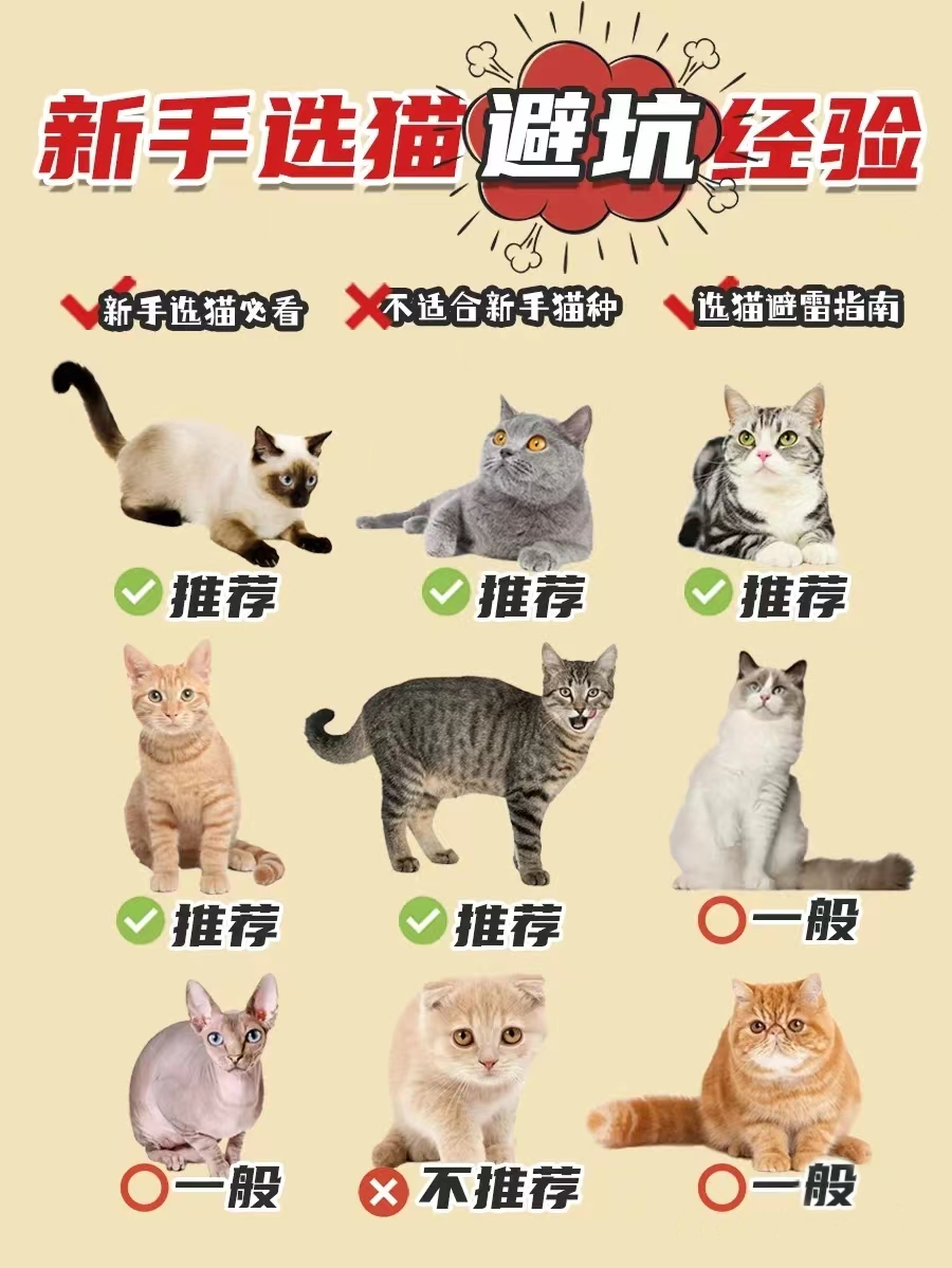 新手选猫怎么避雷,新手选猫应该选哪种猫
