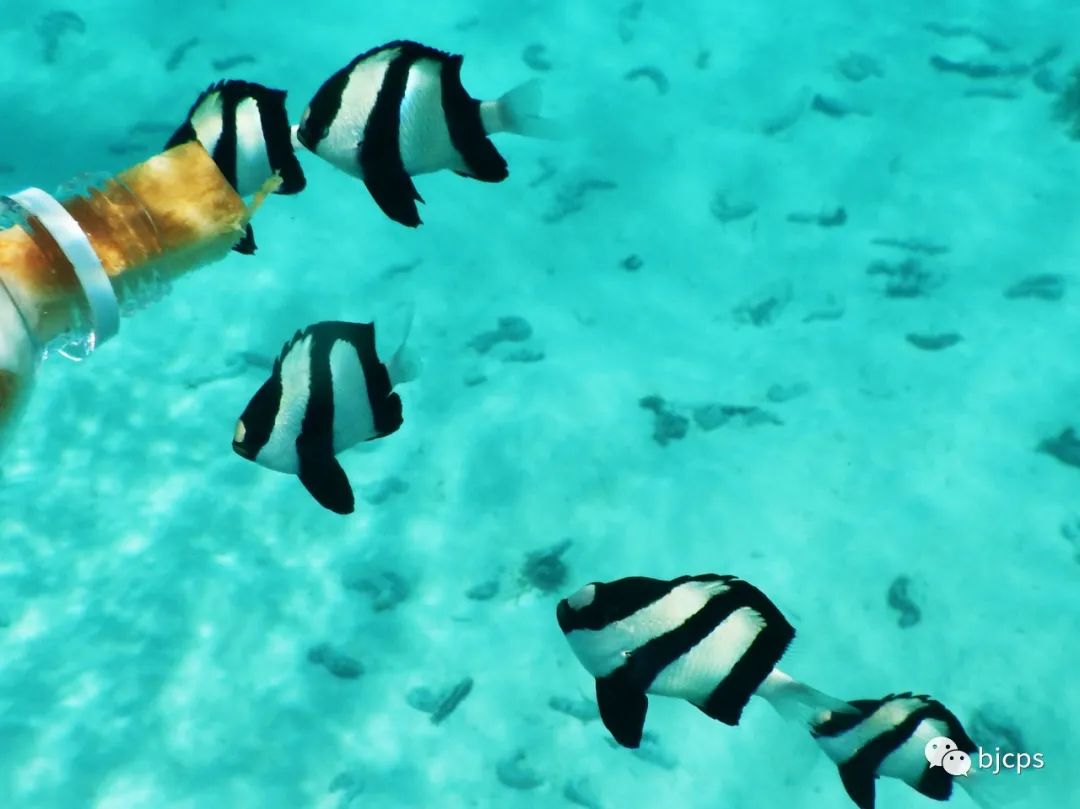 塞班岛为什么免签,塞班岛免签政策45天还是14天