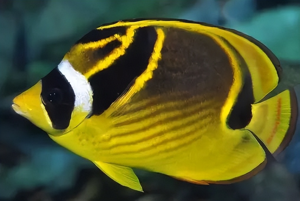 海洋动物体内的原肌球蛋白含量，是否会引起人体食物过敏？