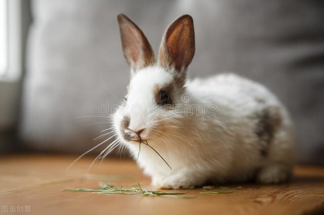 10分钟认识动物兔子视频,三分钟带你了解狗