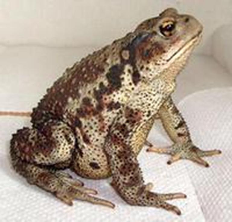 古代的钱塘江,罗刹江为什么改名钱塘江