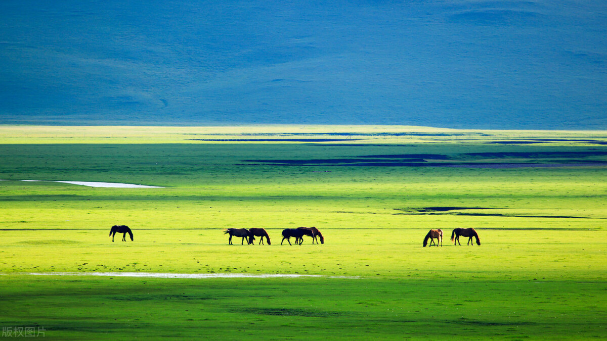 我国必去打卡的草原,呼伦贝尔值得去的草原