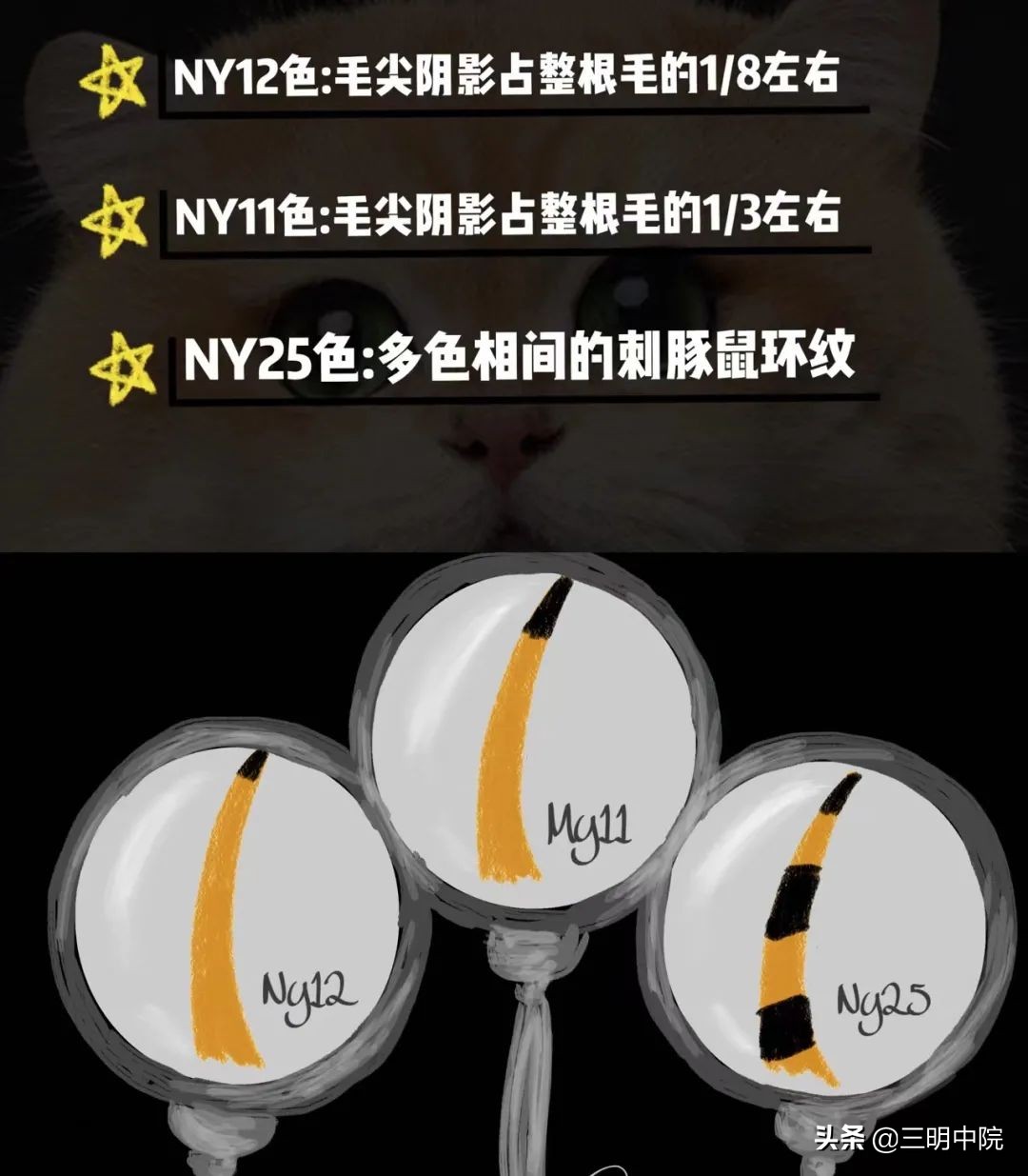 花金渐层的钱买了橘猫,花一万买金渐层