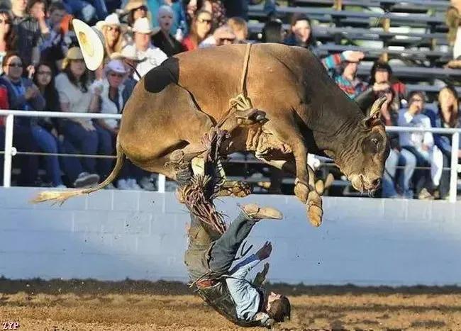 20张让人感叹的动物图片,难得一见的动物照片