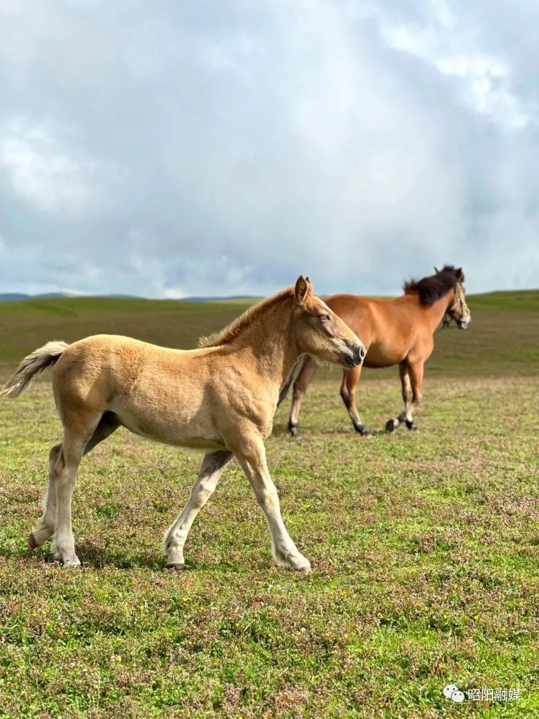 昭通大山包一览众山,昭通市昭阳区大山包乡