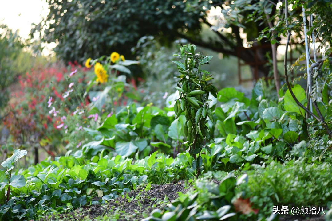 流放到菜地的花儿们，尽情绽放吧，不管在哪里｜园丁