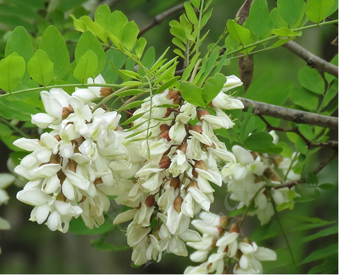 儿时的洋槐花树,新视角科普