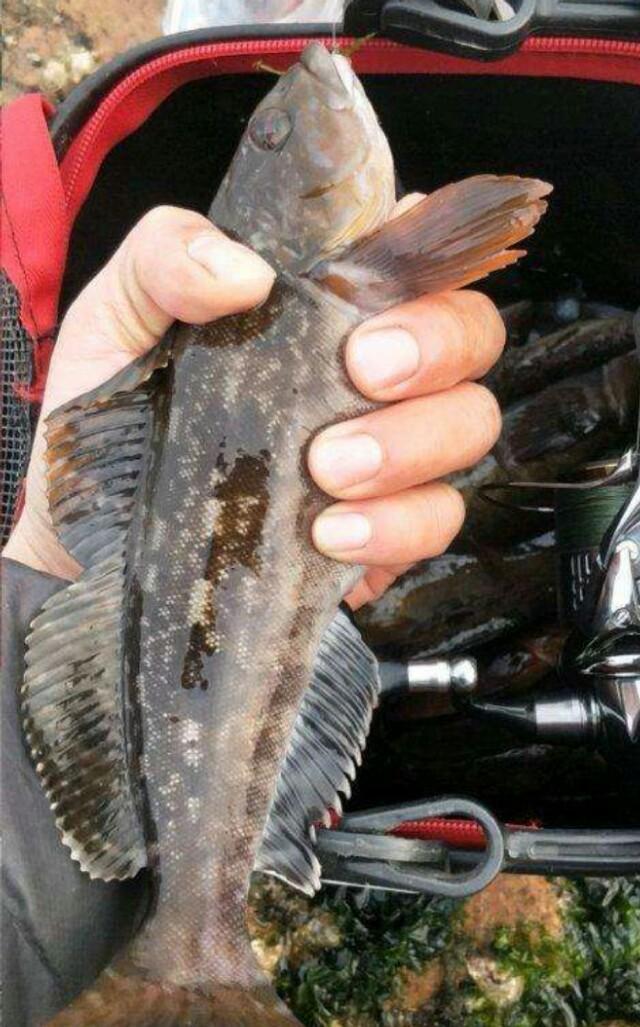 哪种海鱼适合钓淡水鱼,六大淡水鱼的钓法指南