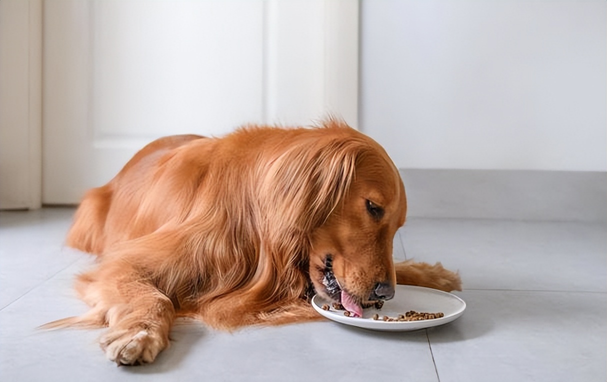 狗狗老了怎么安慰别人,狗狗老了怎么维护视力