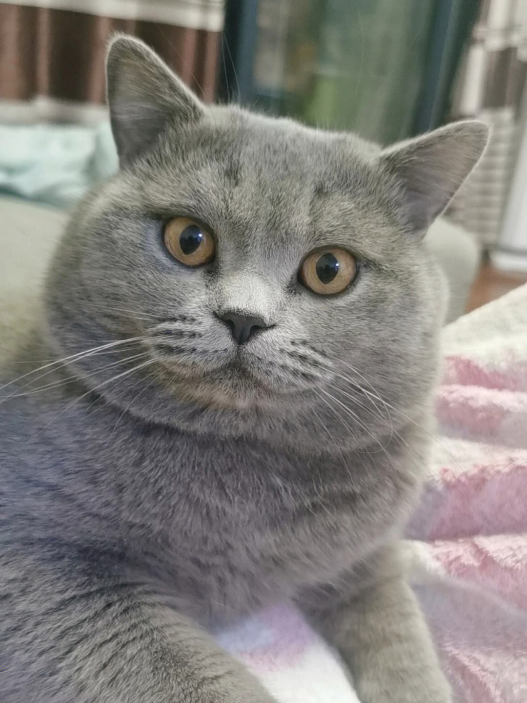 养英短猫费钱吗,养英短蓝猫靠谱吗