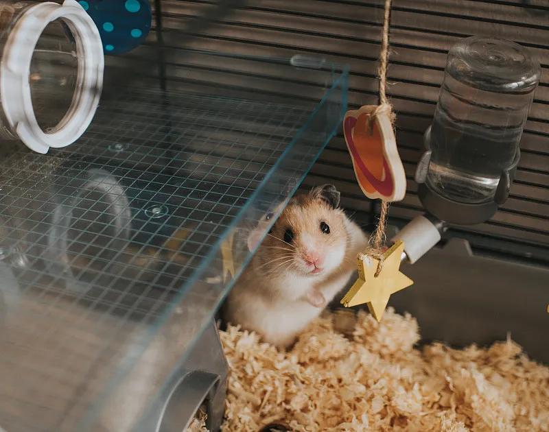 什么宠物对纯素食者最好,好养且可以食用的宠物有哪些