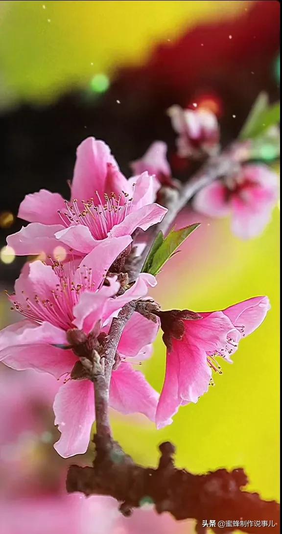 鸟语花香百花争艳让人陶醉,宁静祥和鸟语花香