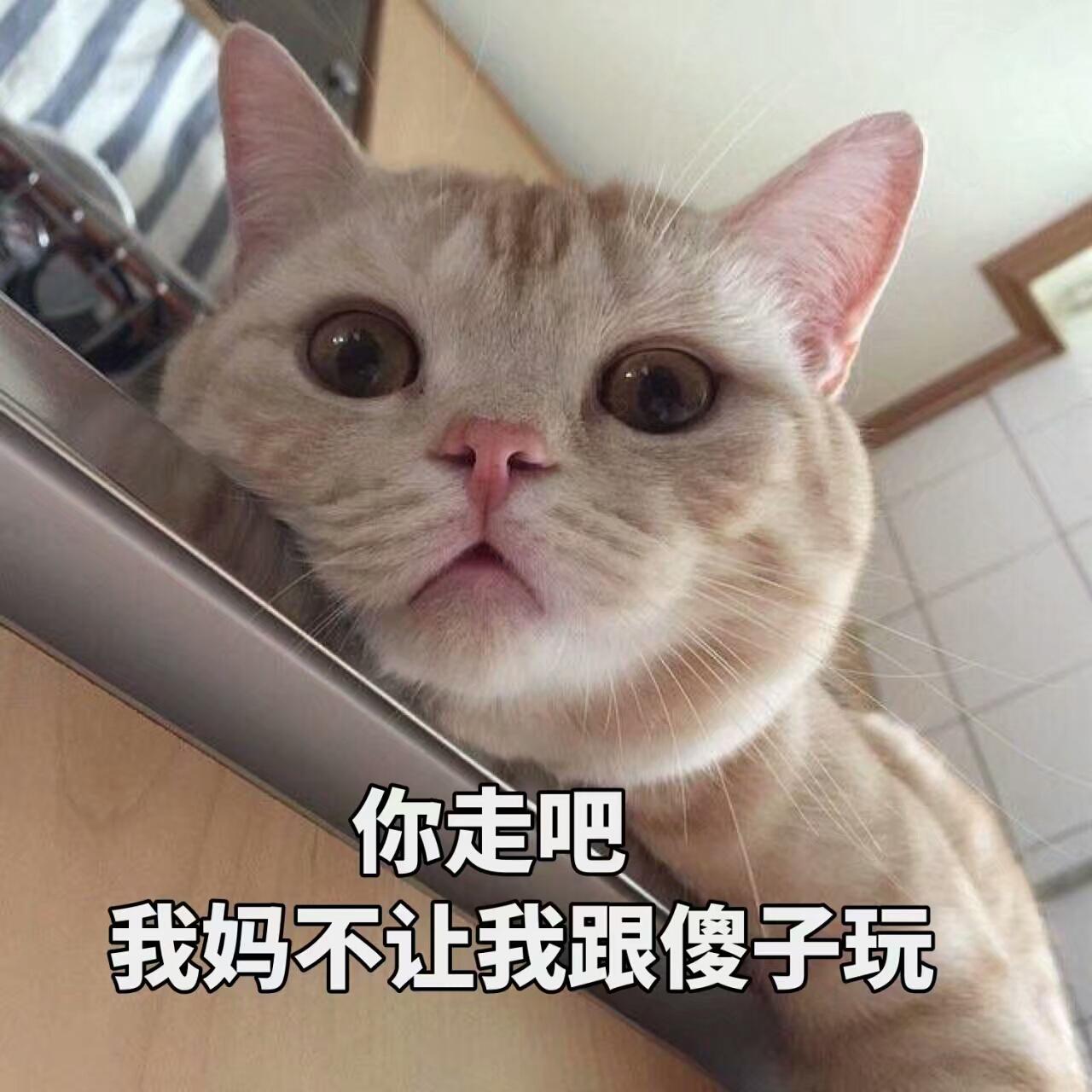 十大最不值得养的猫,四种不建议养的猫咪
