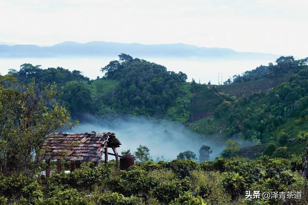 世界十大茶日,国际茶日英文版