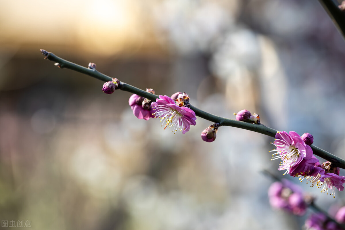 出句：人生苦，梅花骨，人需梅花独立又自主――释义