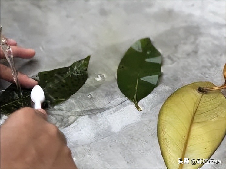 一小伙卖树叶一天挣12000,贵州女子巧用树叶赚大钱