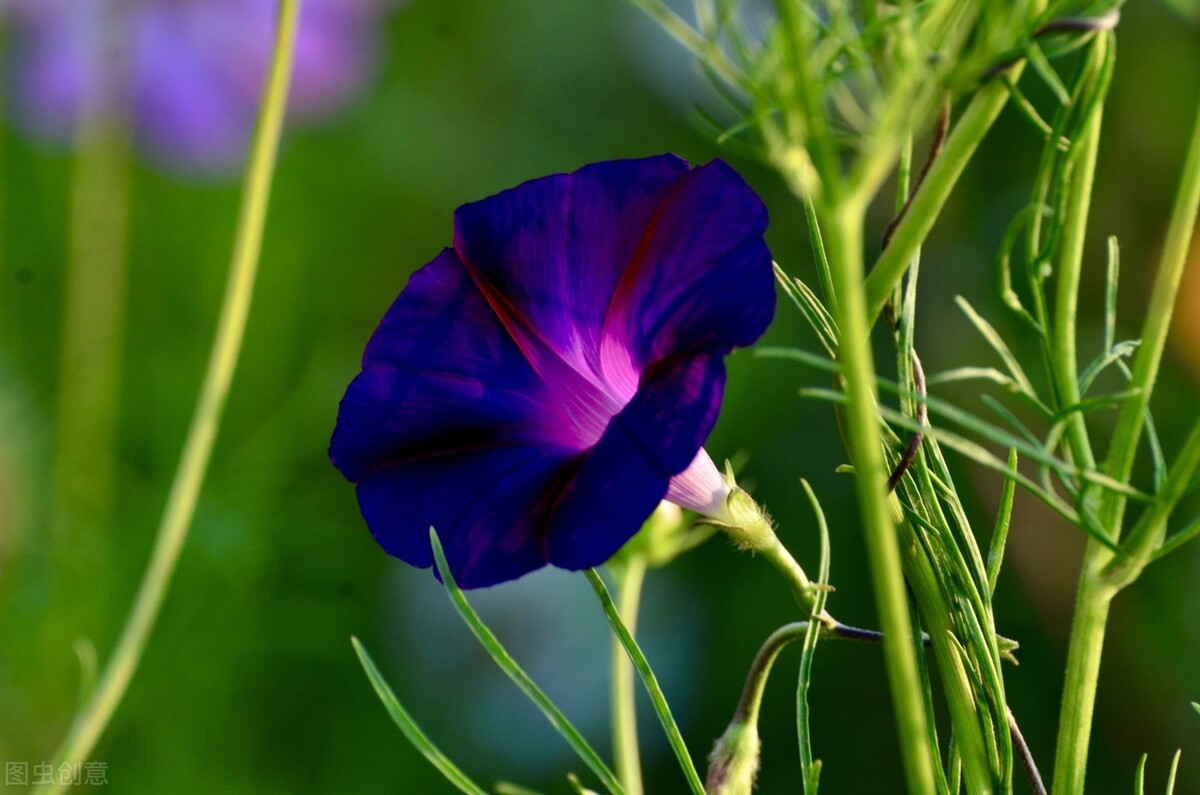 朝开夕闭一一快乐的牵牛花（散文）