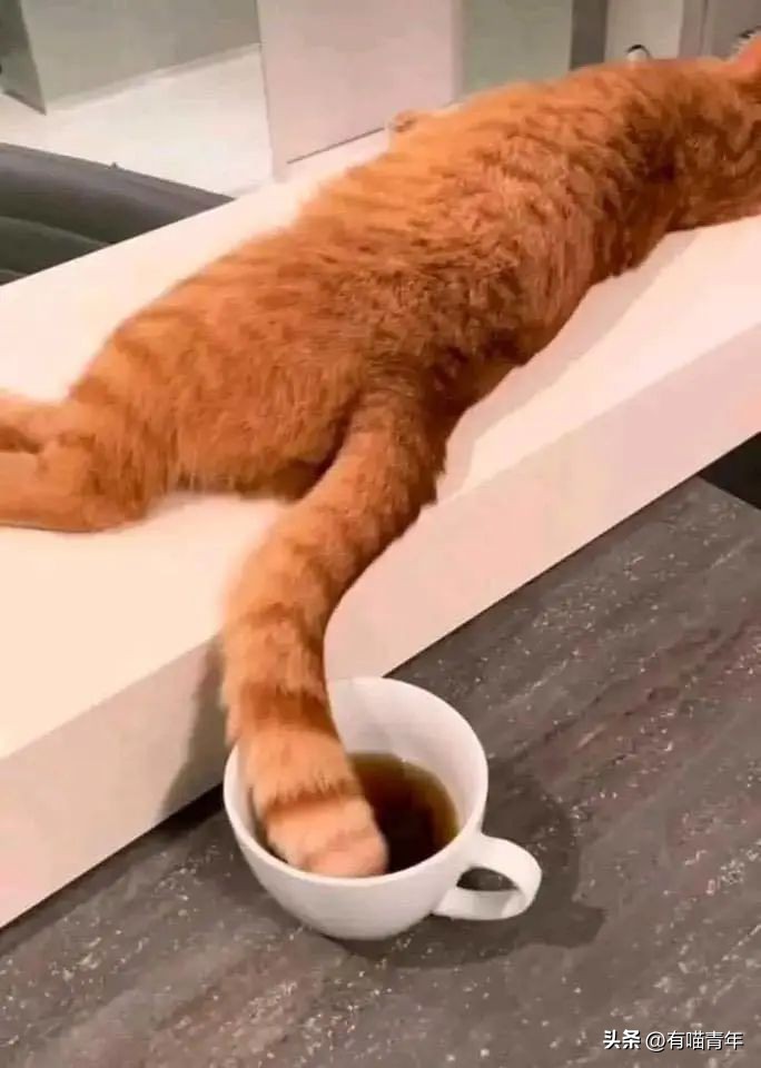 鑷粠鍏讳簡鐚氨鍐嶄篃娌℃湁涔拌繃琛ｆ湇,鑷粠鍏讳簡鐚氨娌＄粰鑷繁涔拌繃闆堕