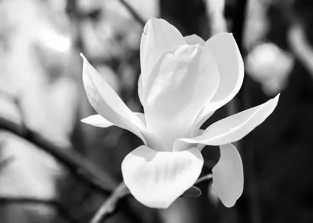 申花新赛季球衣,申花新球衣