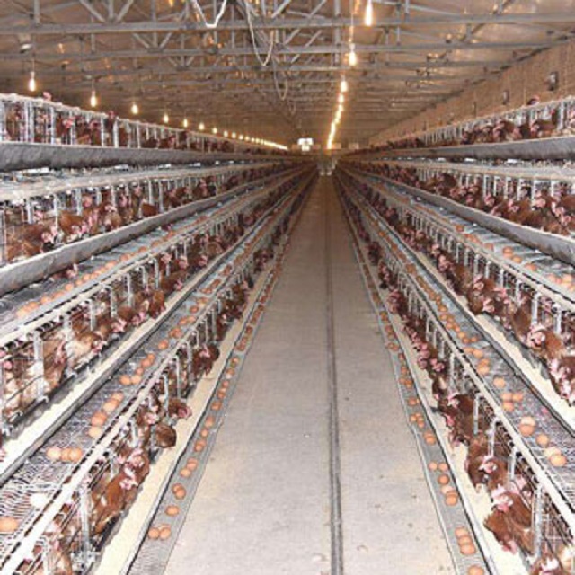 台湾为什么鸡蛋短缺,台湾鸡蛋为什么那么贵