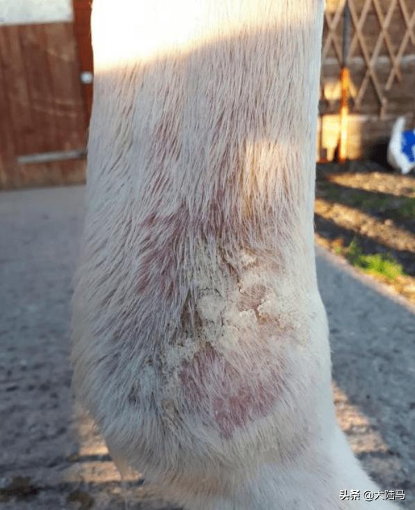 威斯恩国际马术设备,威斯恩马术设备