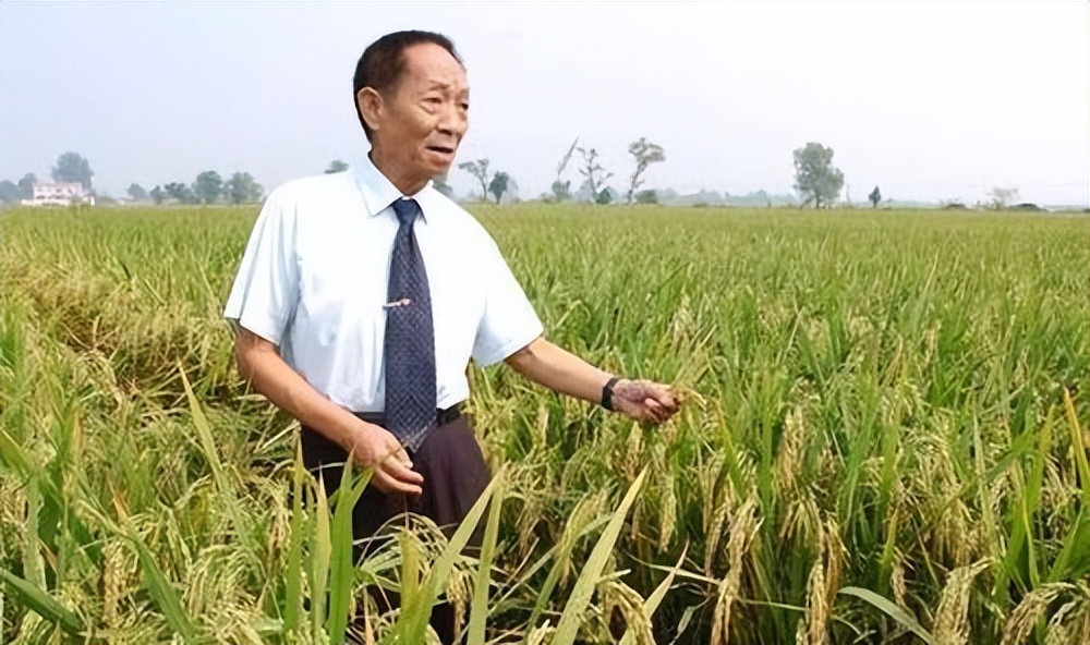 印度大米价格多少钱一斤,印度大米和中国大米有什么区别