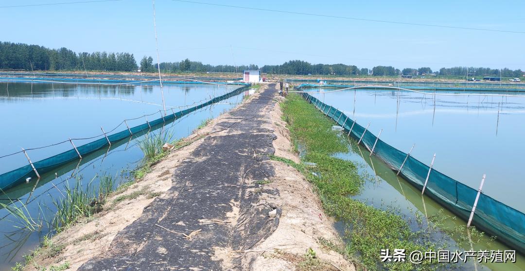 养河蟹一亩稻田一般赚多少,养300亩虾蟹正常能赚多少钱