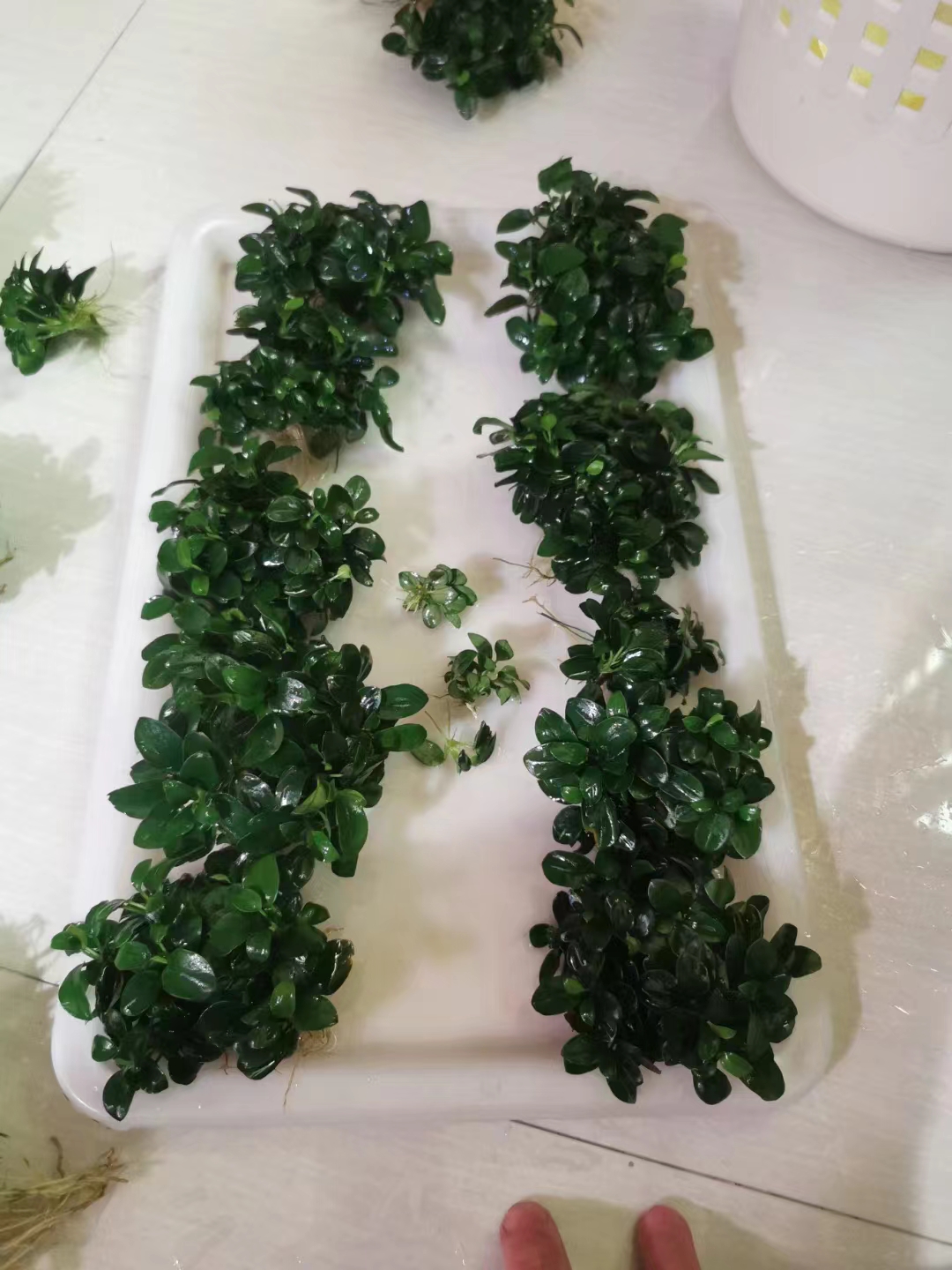 迷你尖叶水榕,迷你水榕和小水榕哪个叶片更好看