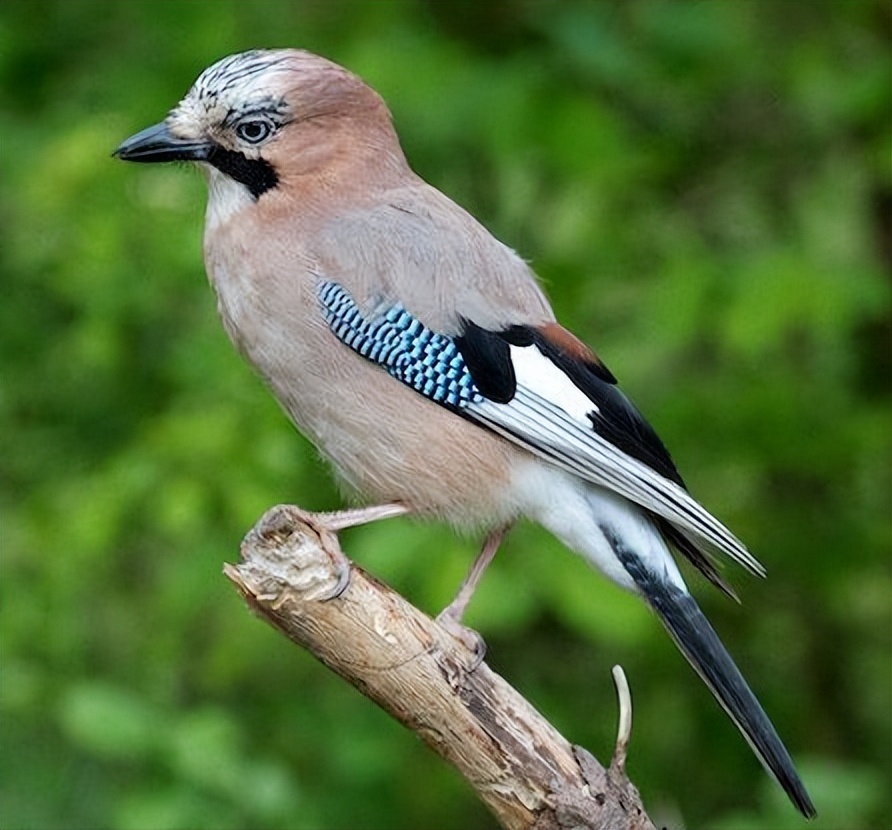 50张最佳鸟类摄影作品,鸟儿大全大图