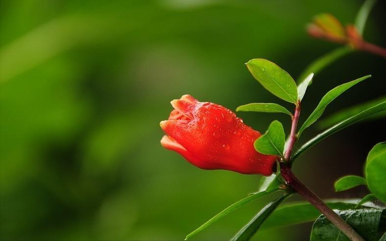 花开千叶红，无需藉春风——五月榴花，浓情似火燃，丹若照长安
