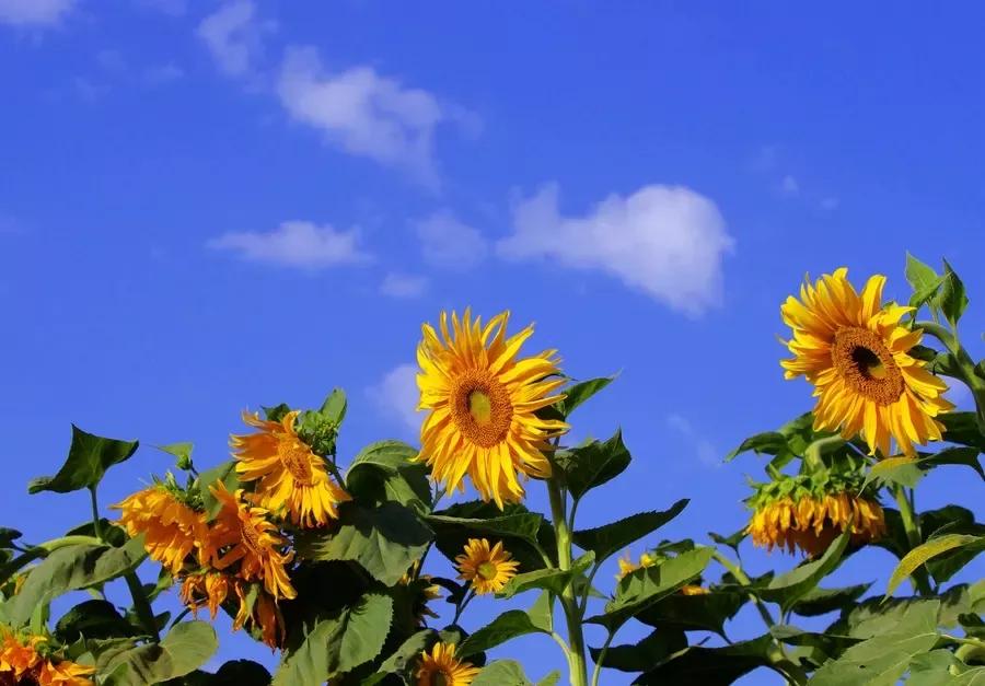 每个国家的国花分别都是哪些,你还知道有哪些国家的国花吗