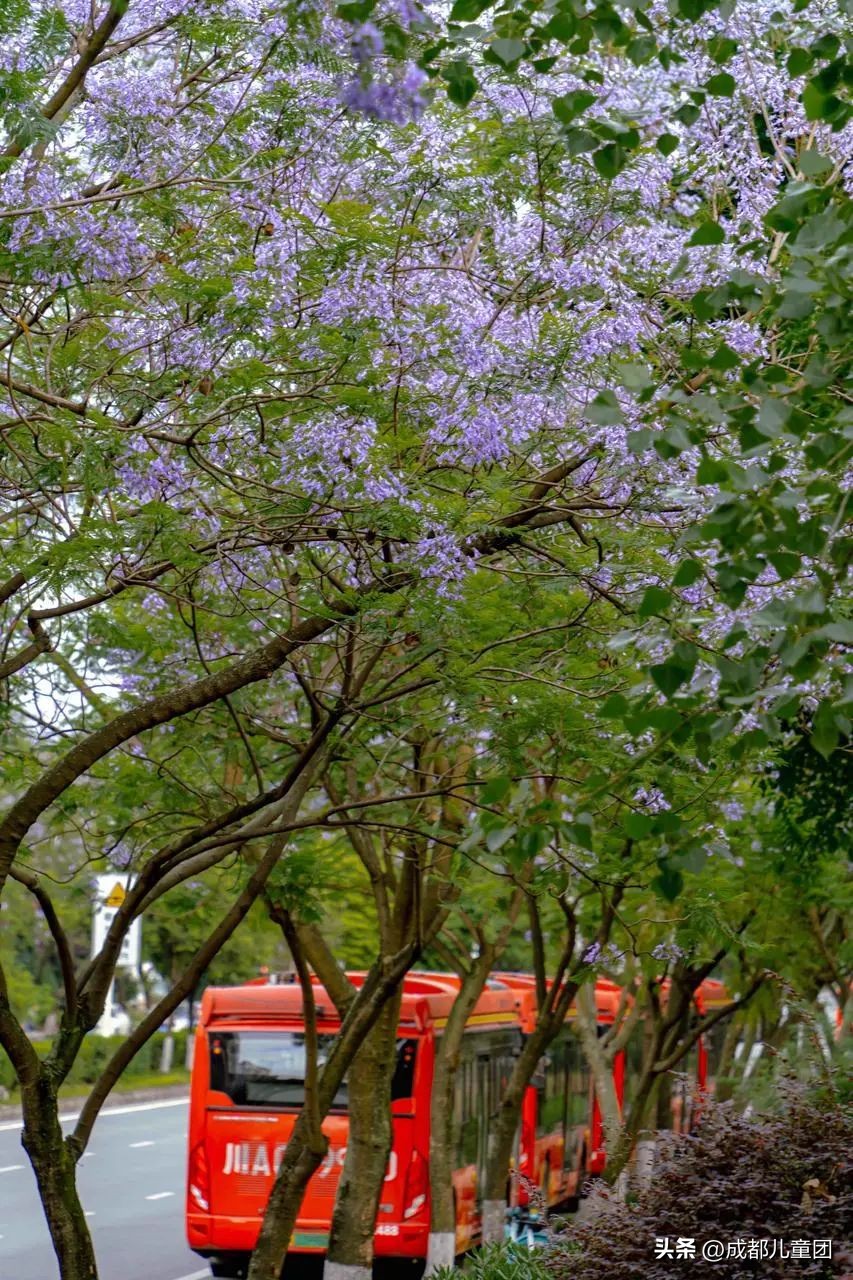 成都武晋路蓝花楹,昆明街头蓝花楹绽放成梦幻花海