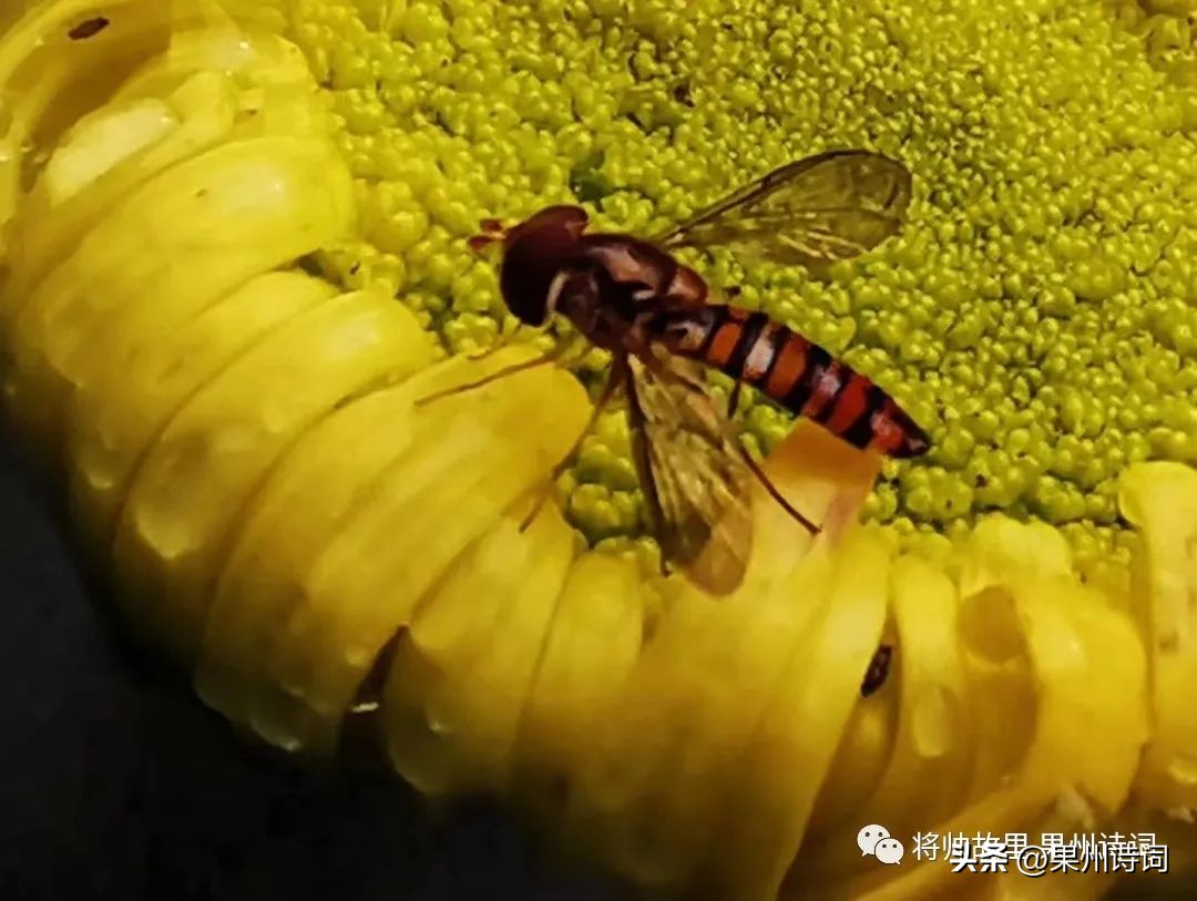 《将帅故里——果州诗词》2023年第九期（刘刚诗词辑）