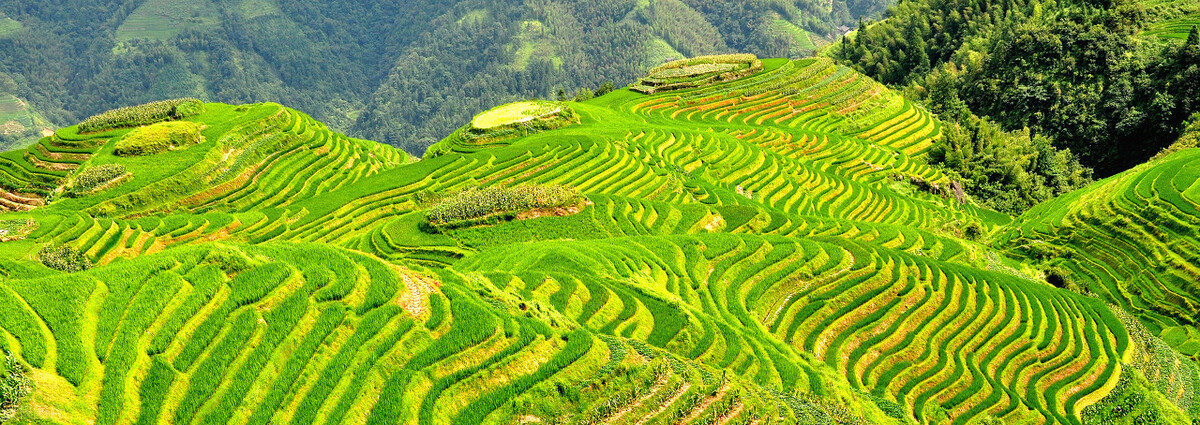 广西梯田龙脊梯田,龙脊梯田世界一绝美不胜收