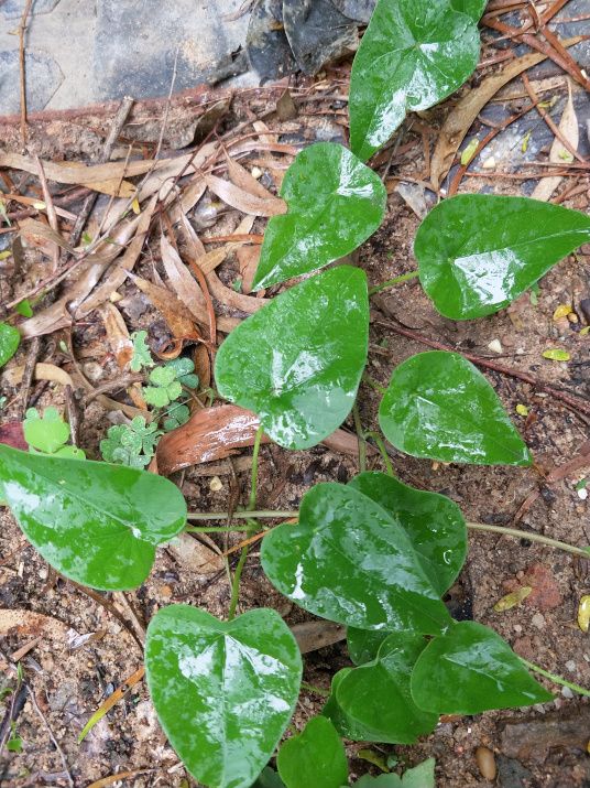 千金藤素怎么抑制新冠病毒,千金藤素抗新冠效果论文