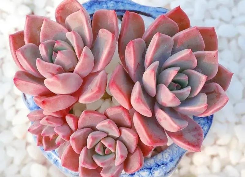 好看粉色多肉植物,初恋的多肉和紫珍珠图片