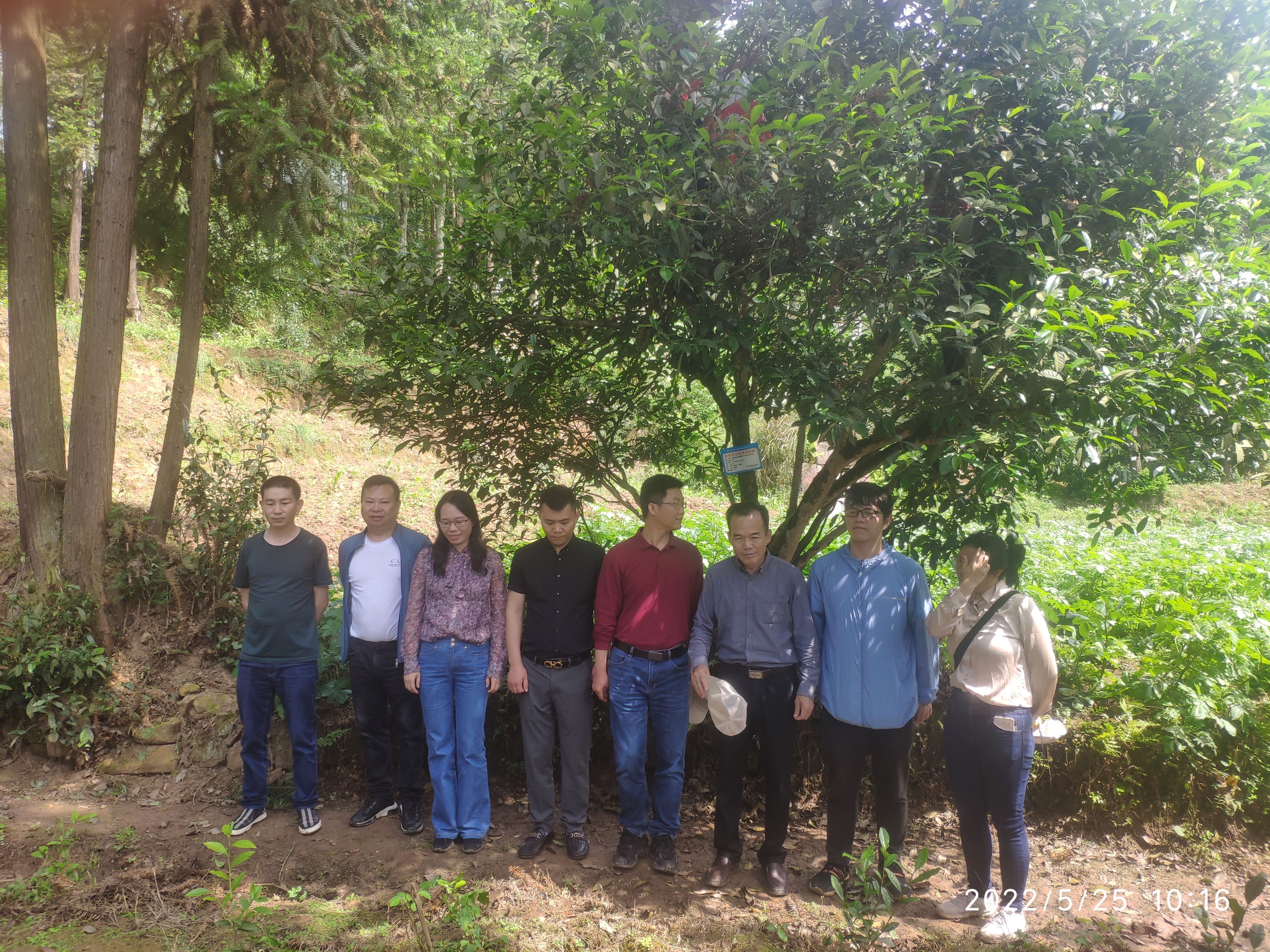 贵州太极古树红茶,七星太极古树红茶