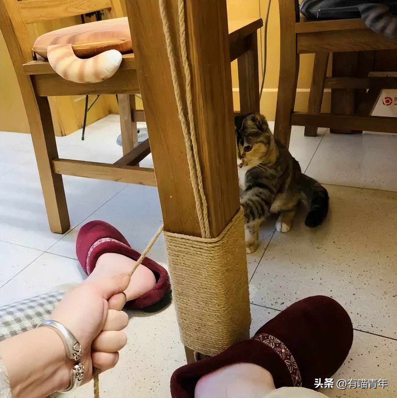 100件养猫好物,十元左右养猫好物分享