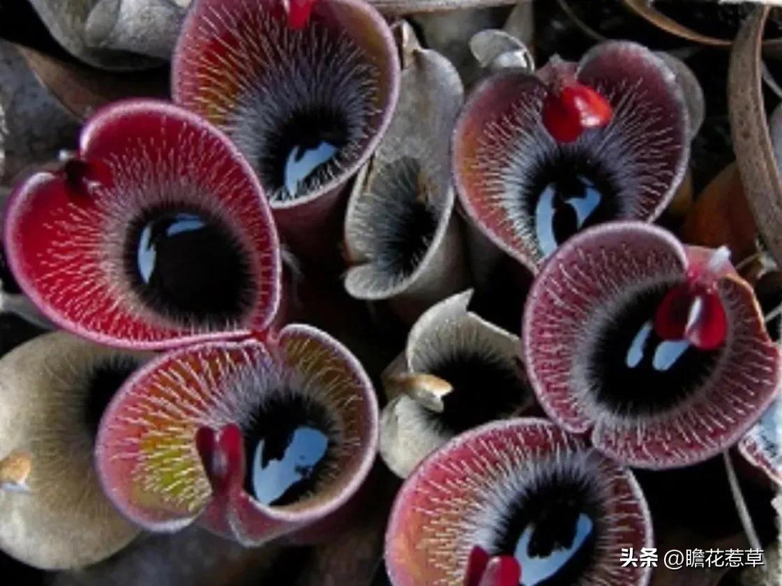 美得令人惊艳的花,世上最美的十种花样子