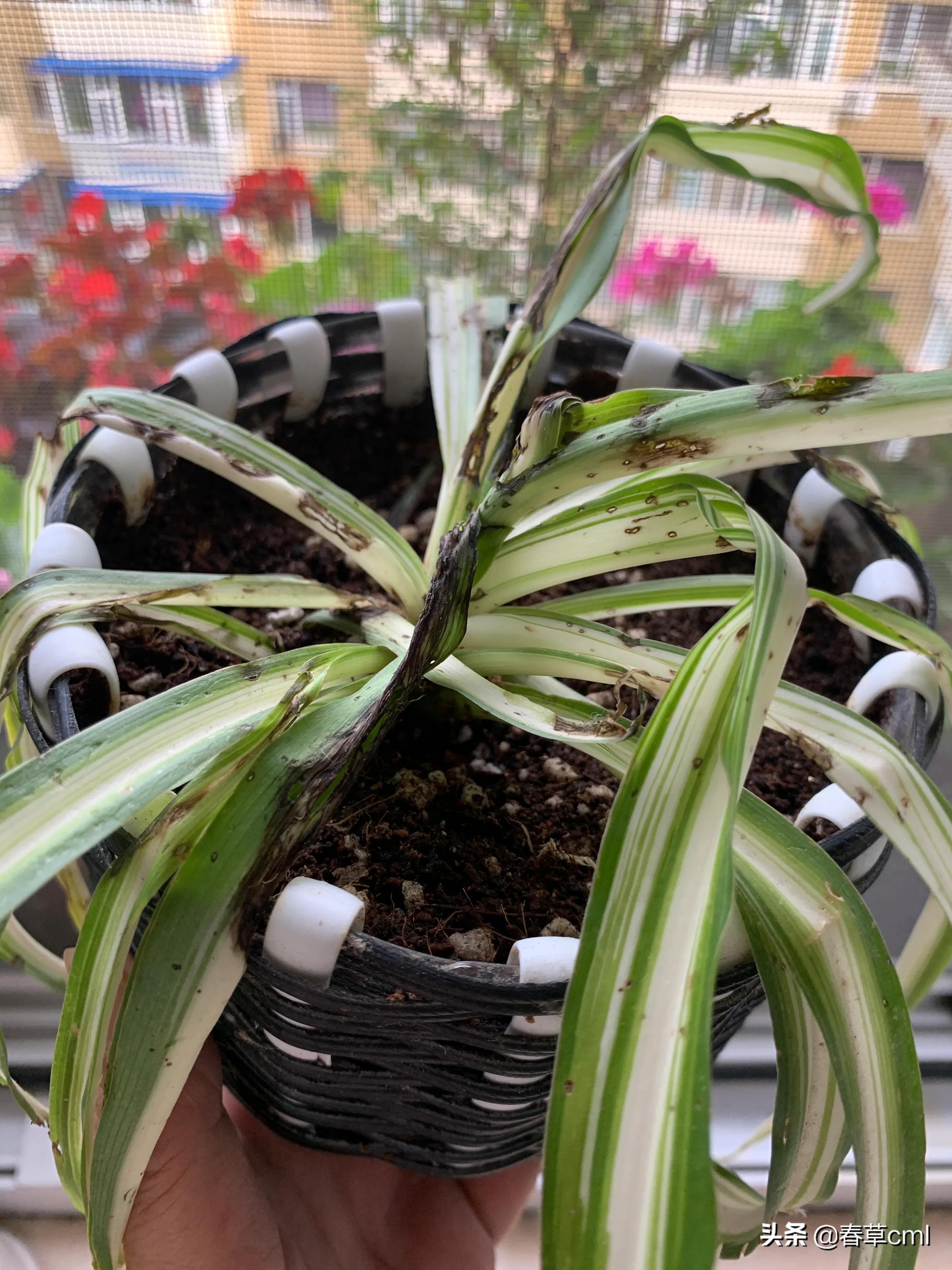 家里的花都被猫弄了怎么办,家里的花被别人摘了怎么办