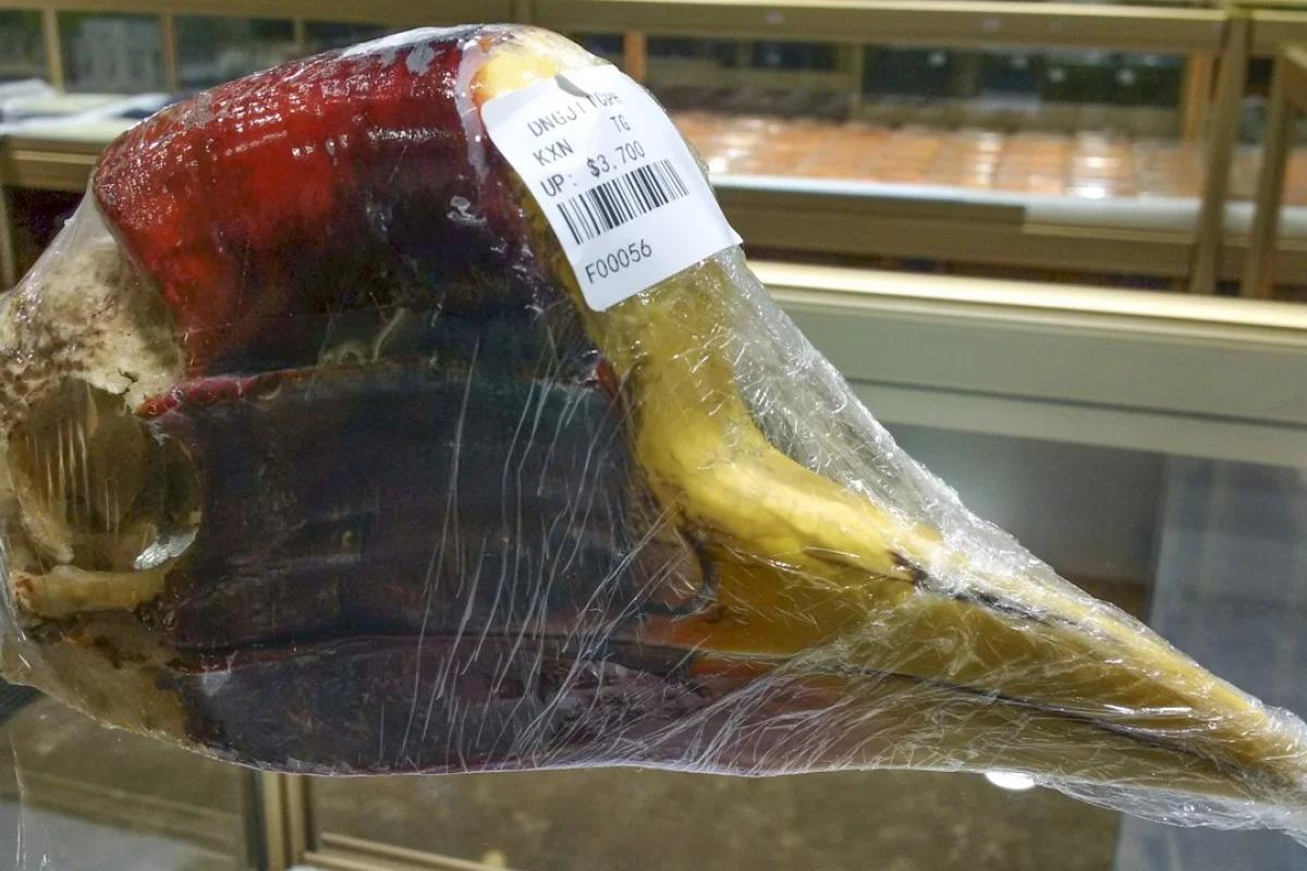 现存的盔犀鸟,头盔犀鸟