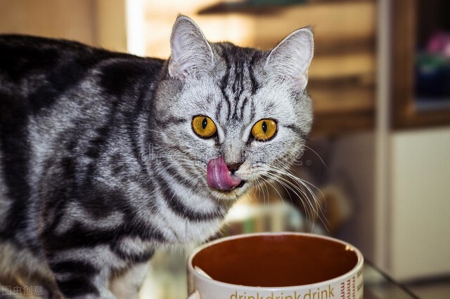 猫拉不出屎吃益生菌可以吗,猫吃了绳子拉不出屎