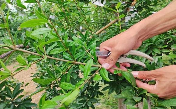 院落石榴树养护,石榴树风水与养护