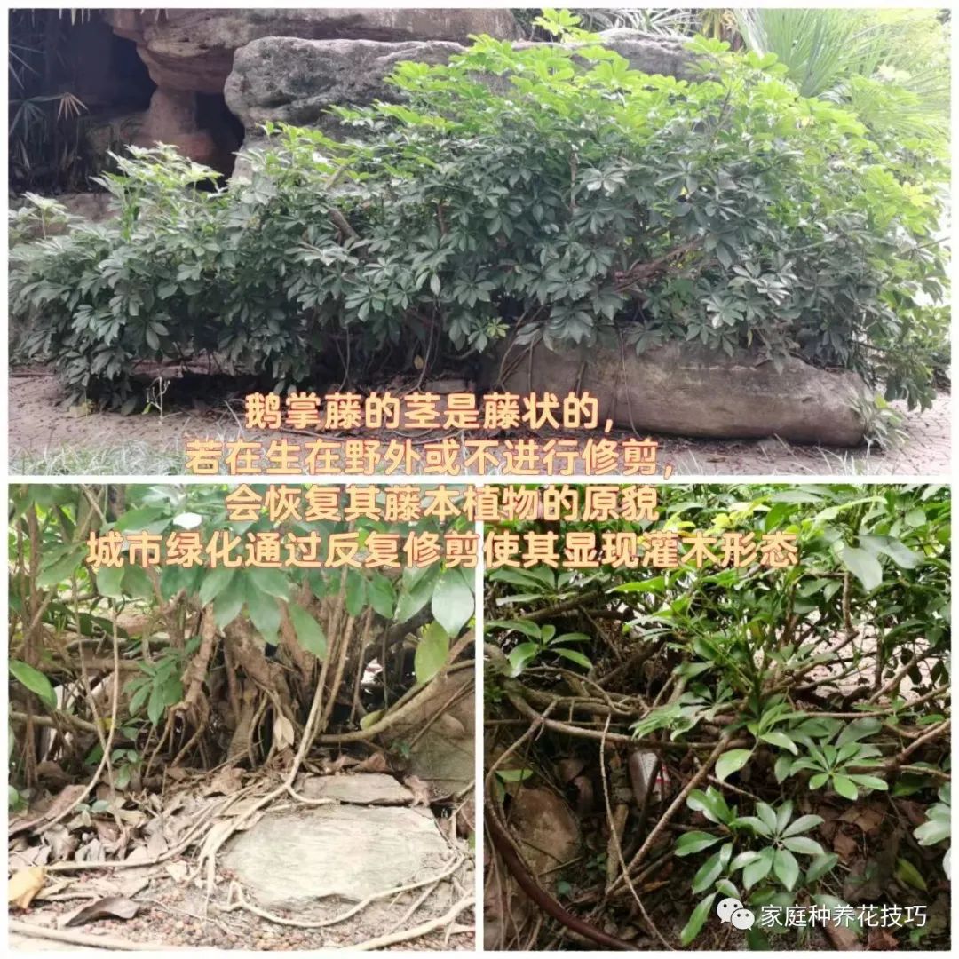 招财进宝植物的风水,寓意招财进宝的植物